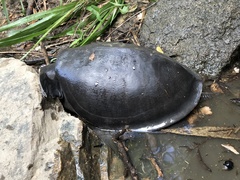Carettochelys insculpta