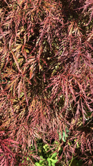 Acer palmatum