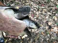 Carettochelys insculpta