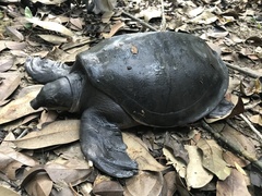 Carettochelys insculpta