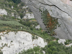 Petrocoptis glaucifolia