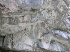 Petrocoptis glaucifolia