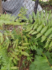Ailanthus altissima