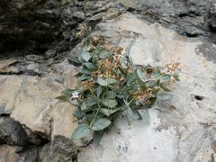 Petrocoptis glaucifolia