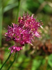 Allium kermesinum