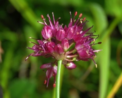 Allium kermesinum