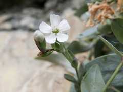 Petrocoptis glaucifolia
