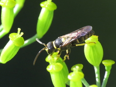 Hylaeus pictus