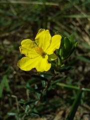 Hibbertia glebosa