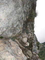 Petrocoptis glaucifolia