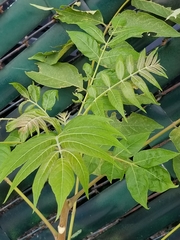 Ailanthus altissima