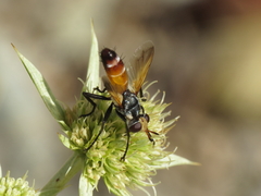 Cylindromyia rufifrons