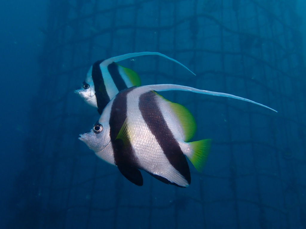 Pennant Coralfish