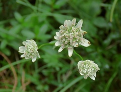 Astrantia bavarica