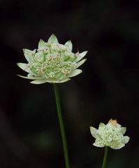 Astrantia bavarica