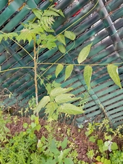 Ailanthus altissima