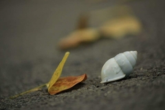 Amphidromus atricallosus