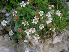Potentilla clusiana