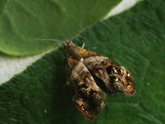 Tebenna bjerkandrella