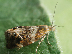 Tebenna bjerkandrella