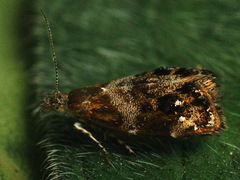 Tebenna bjerkandrella