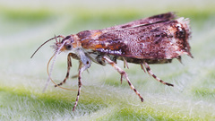 Tebenna bjerkandrella