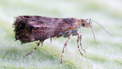 Tebenna bjerkandrella