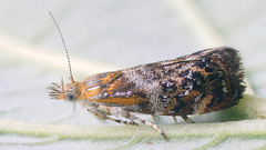 Tebenna bjerkandrella