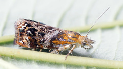 Tebenna bjerkandrella