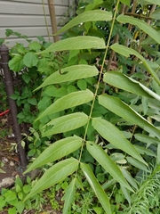 Ailanthus altissima