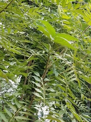 Ailanthus altissima