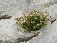 Potentilla clusiana