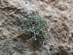 Petrocoptis glaucifolia