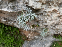 Petrocoptis glaucifolia