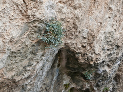 Petrocoptis glaucifolia