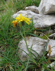 Crepis jacquinii