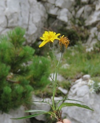 Crepis jacquinii