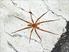 Dolomedes sulfureus