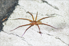 Dolomedes sulfureus