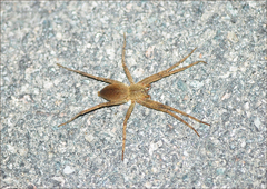 Dolomedes sulfureus