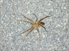 Dolomedes sulfureus