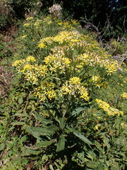 Senecio ovatus alpestris