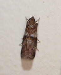 Conobathra hemichlaena