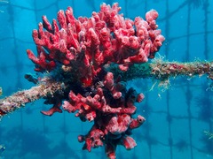 Monanchora clathrata