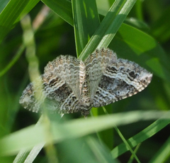 Chrysolarentia subrectaria