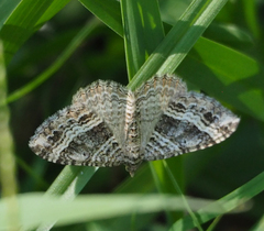 Chrysolarentia subrectaria