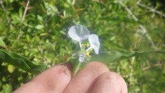 Commelina mascarenica