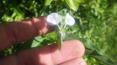 Commelina mascarenica