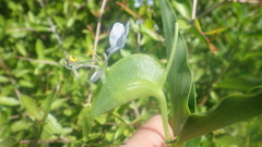 Commelina mascarenica