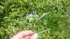 Commelina mascarenica